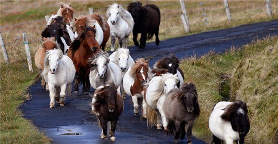 영국 스코틀랜드 셰틀제도에 있는 작은 섬 풀라는 사람 1명당 말 50마리가 사는 '말의 섬'이다. 사진 = boredpanda