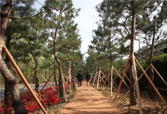 영등포구 자원순환센터 ‘소나무숲길’ 조성