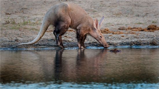 ▲남아프리카의 한 댐에서 물을 마시고 있는 땅돼지.[사진제공=사이언스 지/Chad Cocking]