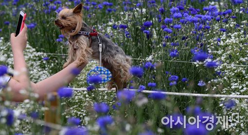 [포토]꽃향기 취한 강아지