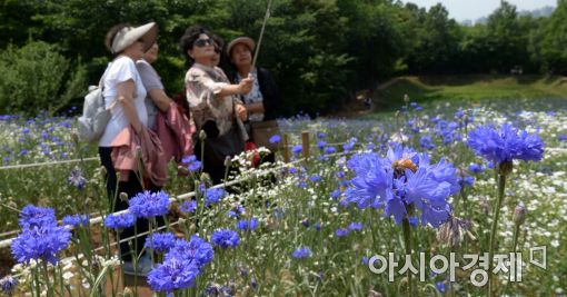 [포토]꽃향기에 취한 사람과 꿀벌