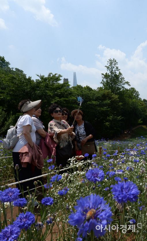 [포토]파란 하늘 아래 파란 꽃