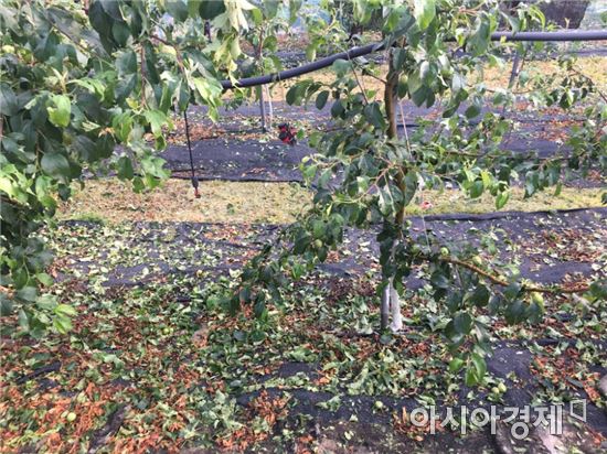 곡성군, 지난 31일 내린 우박으로 과수와 밭작물 581ha 피해 심각