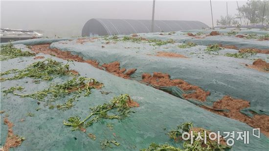 곡성군, 지난 31일 내린 우박으로 과수와 밭작물 581ha 피해 심각