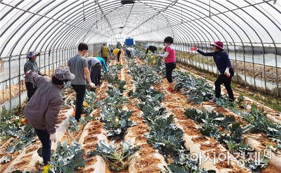 보성군 조성면, 바쁜 영농철 농촌 일손돕기 앞장