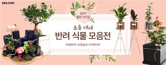 나도 한번 키워볼까?…바쁜 일상 속 힐링템 '반려식물' 