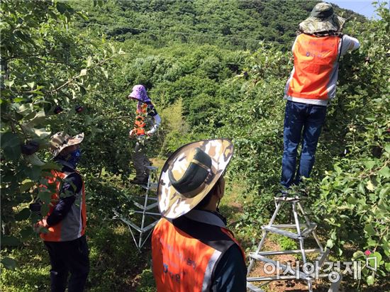 전남농협 임직원 휴일반납 가뭄현장 농촌 일손돕기 펼쳐