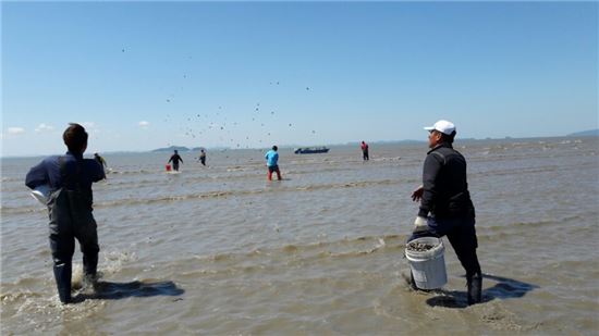 경기도해양자원연구소 직원들이 안산 행낭곡에서 꼬막을 살포하고 있다. 