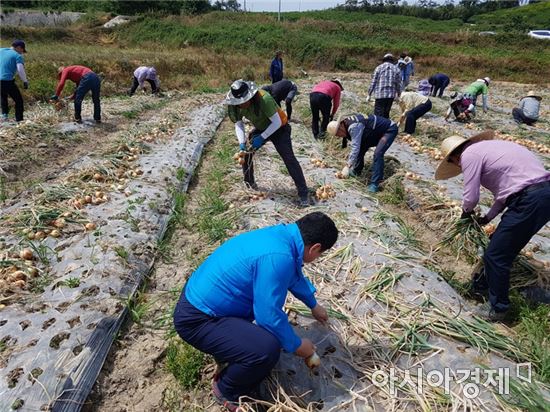 나주시 '농촌일손돕기 구슬땀' 직원 300여 명 동참