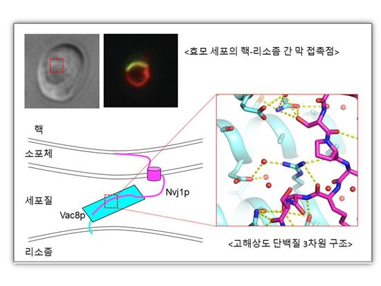 ▲세포가 물질을 이동시키는 새로운 경로와 구조가 파악됐다.[사진제공=미래부]