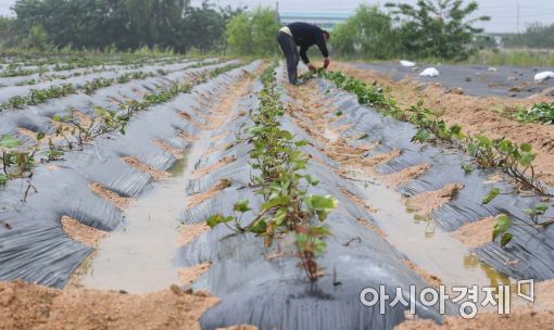 [포토]단비에 바빠진 손길 