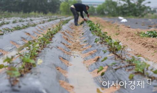 [포토]밭고랑에 고인 빗물 