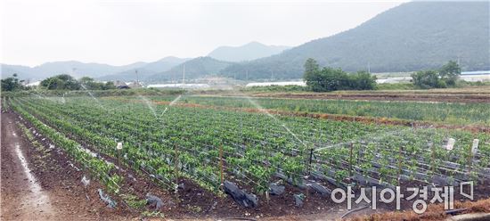 장흥군, 작물별 가뭄 대책 매뉴얼 운영
