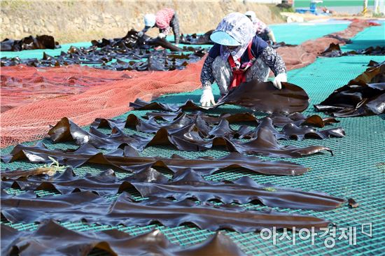 장흥 앞바다는 다시마 풍년