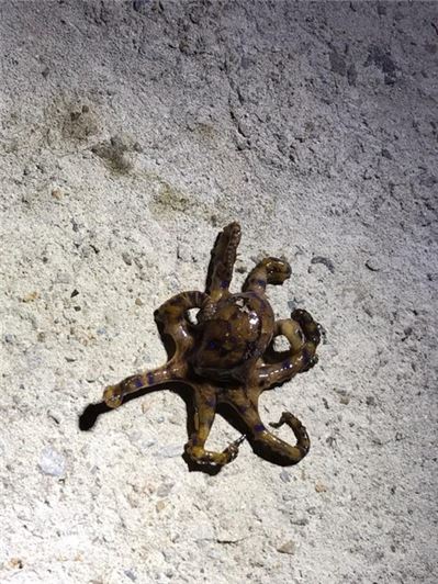 경남 거제시 일운면 구조라 방파제 인근 바다에서 낚시꾼이 잡은 '파란고리문어'/사진=거제시 제공(연합뉴스)