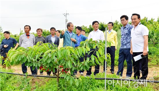 고창군, 과일의 여왕 ‘체리’첫 수확