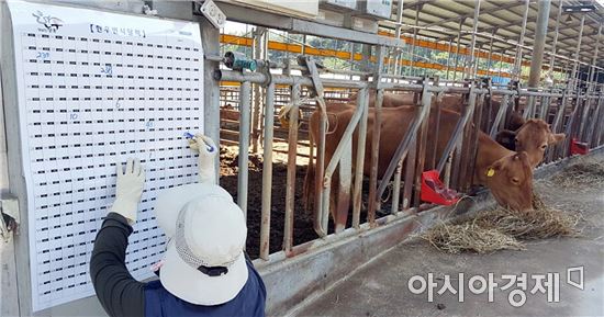 장흥군, 한우 번식달력 보급 ‘한눈에 보는 사육관리’ 나서