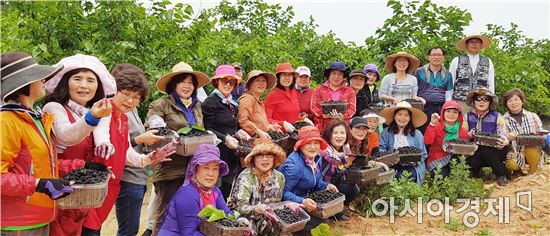 전남도청 대변인실,영광군에서 오디수확 봉사활동 실시