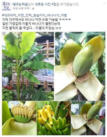 "아열대 커밍순"…대구 가정집에서 바나나 열려 '눈길'
