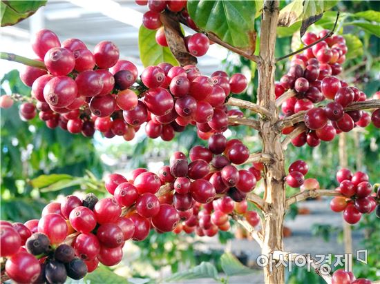 최고의 사진기자에서 커피향기에 풍덩 빠진 임영주 커피농부(담양커피농장)