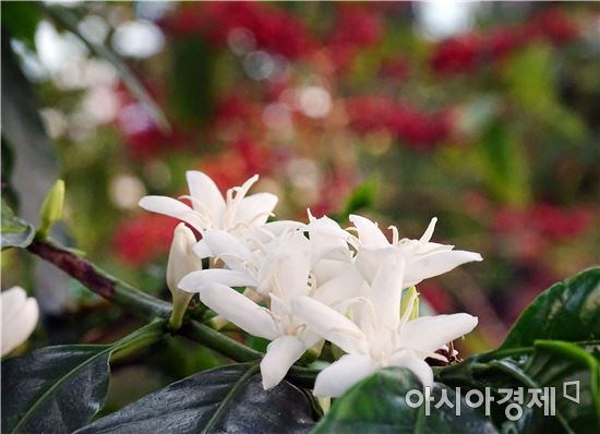 최고의 사진기자에서 커피향기에 풍덩 빠진 임영주 커피농부(담양커피농장)