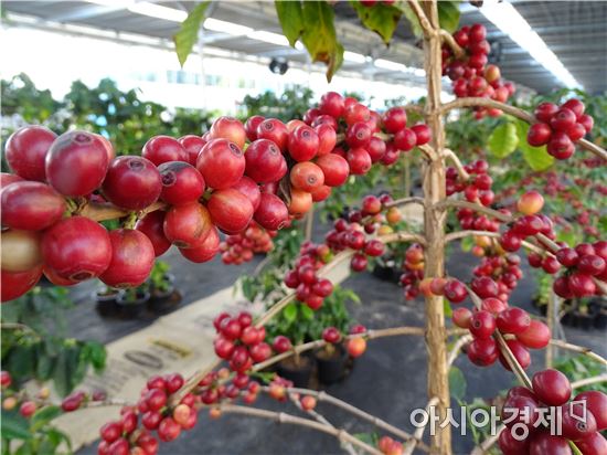 최고의 사진기자에서 커피향기에 풍덩 빠진 임영주 커피농부(담양커피농장)