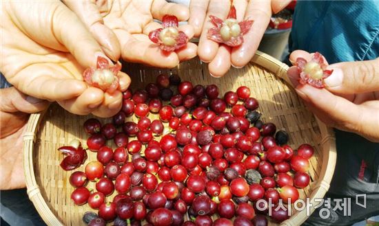 최고의 사진기자에서 커피향기에 풍덩 빠진 임영주 커피농부(담양커피농장)