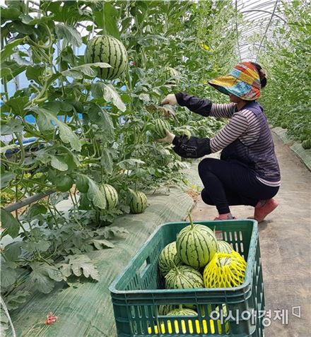 수박 재배 농가(사진=아시아경제 DB, ※기사 내용과 직접적 관련은 없습니다.)