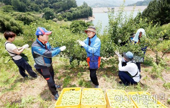 전남도 동부지역본부, 농촌 일손 돕기 구슬땀