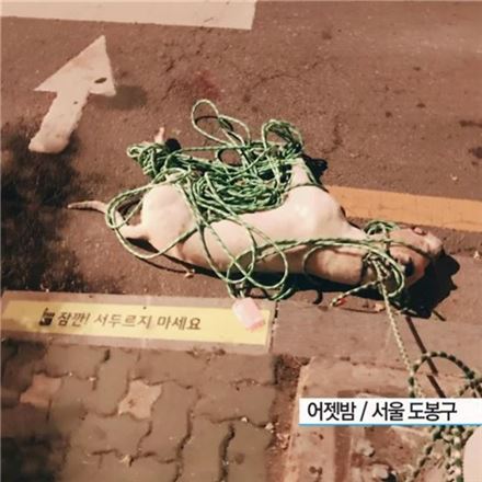 한밤중 서울 도심, '맹견' 도고아르젠티노의 습격..주민 3명 덮쳐