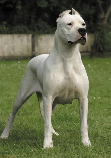 시민 덮친 '도고 아르헨티노'…야생동물 사냥을 위해 만들어진 '맹견'