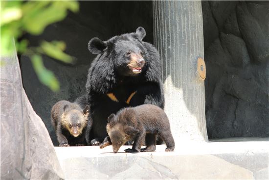 서울대공원 동물원에 살고 있는 엄마 반달가슴곰 '쓰리'와 아기 반달가슴곰들. 사진제공=서울시