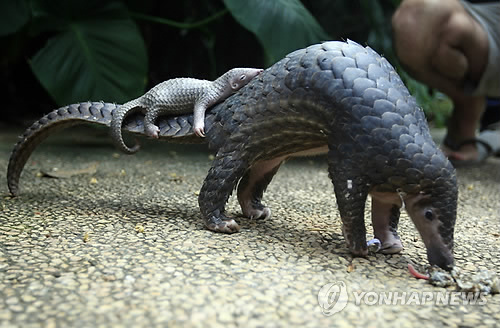 천산갑 / 사진=연합뉴스