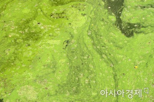[포토]한강 하류 뒤덮은 녹조