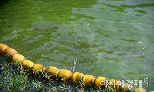 [포토]녹조 나타난 한강