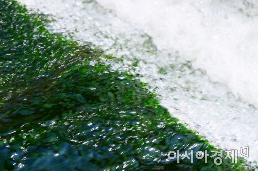 [포토]녹색 물감 풀어놓은 듯…