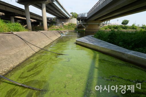 [포토]한강 하류에 나타난 녹조