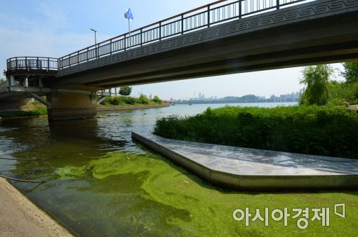 [포토]한강 하류에 나타난 녹조
