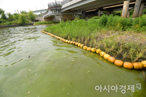 [포토]녹색으로 물든 한강 