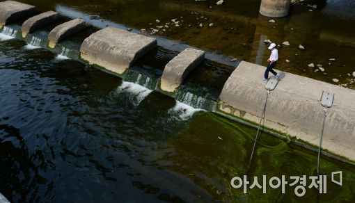[포토]한강 하류에 나타난 녹조