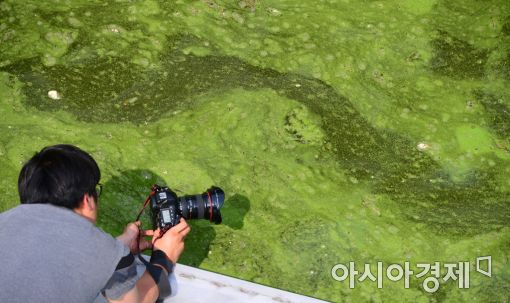 [포토]초록빛 한강 하류