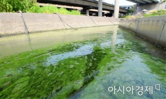 [포토]한강이 녹색으로 물든다…