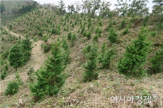 곡성군, 건강한 조림지 가꾸기 추진