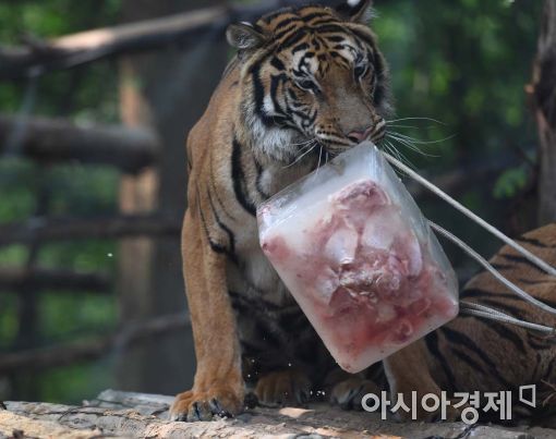 [포토]아이스치킨에 빠진 호랑이 