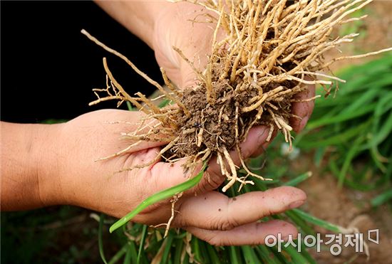 장성군 “지역농산물로 ‘천연조미료 시장 공략’””