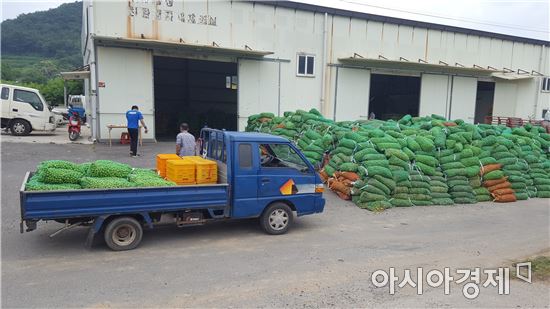 지난달 31일 국지성 호우와 함께 쏟아진 우박으로 큰 피해를 입은 전남 순천시 월등면 일대의 매실 피해농가들에 대한 본격적인 수매가 시작됐다.