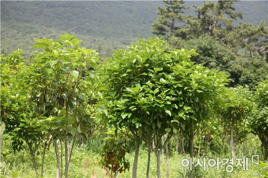 완도군, 체험 관광을 통한 황칠산업 육성