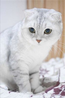 일본에서 인기 있는 고양이 종류 랭킹 TOP 10