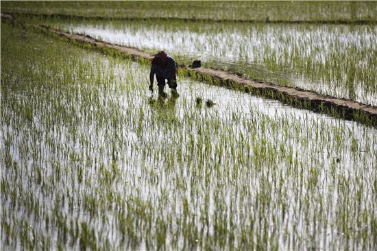 캄보디아·미얀마 쌀 수출 비상