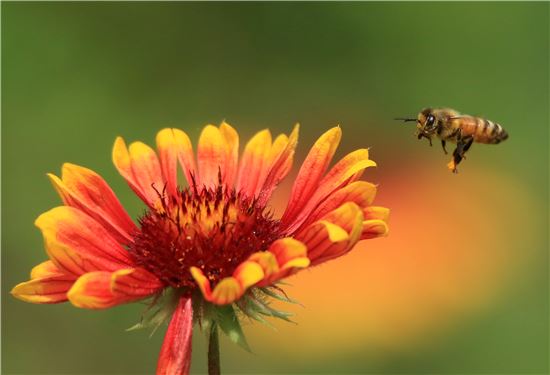 꿀벌이 화려한 색의 천인국에서 꿀을 찾고 있는 모습. 사진 = 연합뉴스